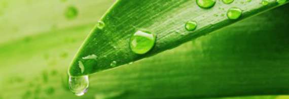 Clorofilla:l’elisir verde che purifica e rigenera