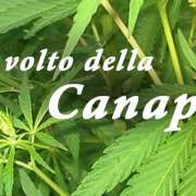 Sistema endocannabinoide Sistema endocannabinoide