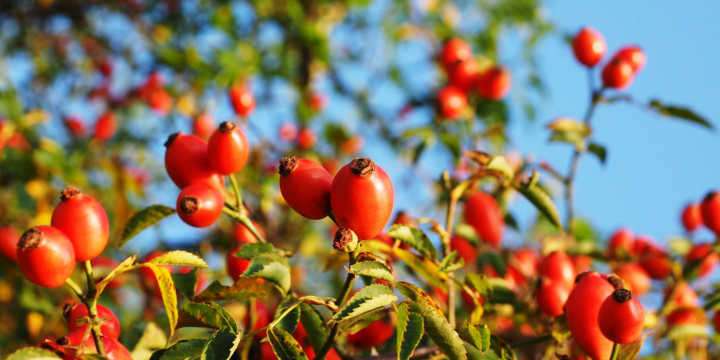 Rosa Mosqueta: l’olio che rinnova la pelle