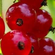 Integratori-naturali_antiossidanti