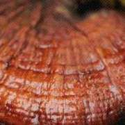 REISHI_re_dei_funghi_medicinali