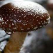 Shiitake_pleorotus
