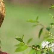 allerrgie_fitoterapia