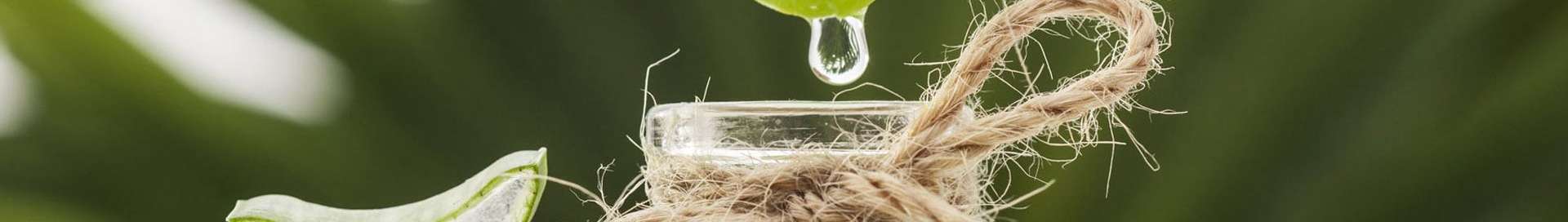 ALOE: una tradizione antica che si rinnova.