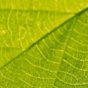 clorofilla (1)