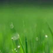 clorofilla_liquida_alcalinizzanteJPG