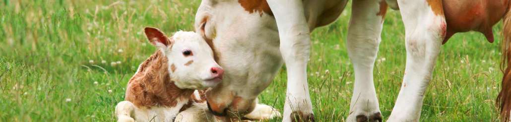 Colostro Bovino: il primo latte materno