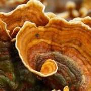 funghi-medicinali