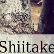 funghi-shiitake_fegato