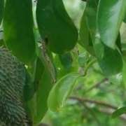 graviola_annona_muricataJPG