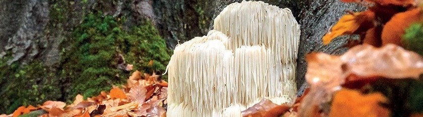 Hericium in caso di Tensione Nervosa e Irritabilità