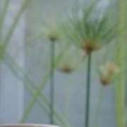 linfa_copaiba