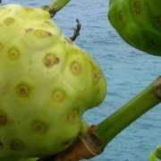 morinda_citrifolia