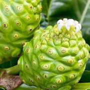 noni-fruit