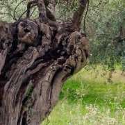 olivo