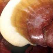 reishi