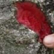 sangre_de_drago