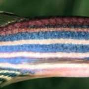 zebrafish_dott_biava