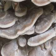 maitake