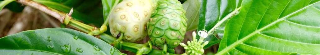 Noni dalla Polinesia per rigenerarsi ogni giorno