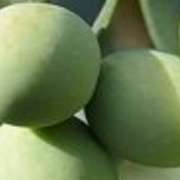 olea-europaea