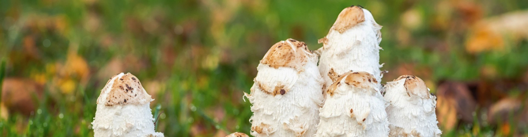 Azione Antiossidante del Coprinus
