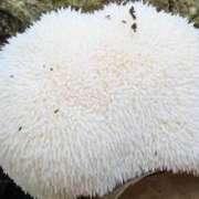 hericium_e_benessere_mentale