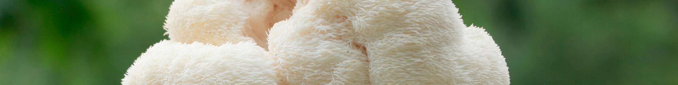 Hericium 505 mg - 100% frutto intero - 93 cps