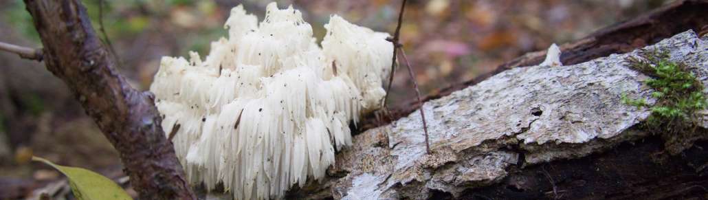 Azione Neuroprotettiva dell'Hericium erinaceus