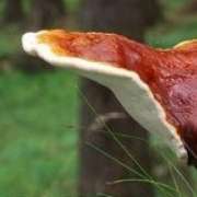Micoterapia_reishi