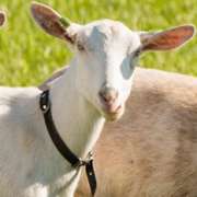 latte_capra_banner