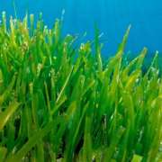 Un nuovo metodo naturale per combattere l’ipertensione Un nuovo metodo naturale per combattere l’ipertensione