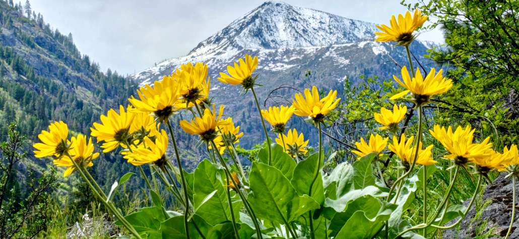 Arnica: il fiore che cura