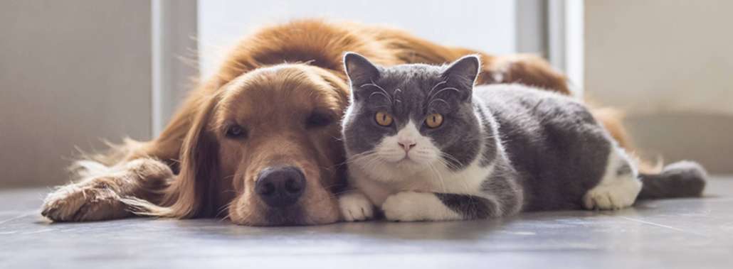 Dolore articolare negli animali da compagnia