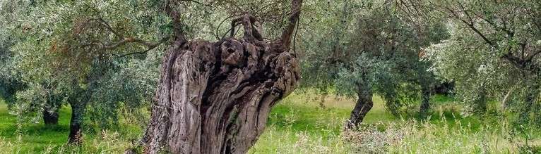 Olivo – Olea Europaea: proprietà terapeutiche, fitoterapiche e benefici