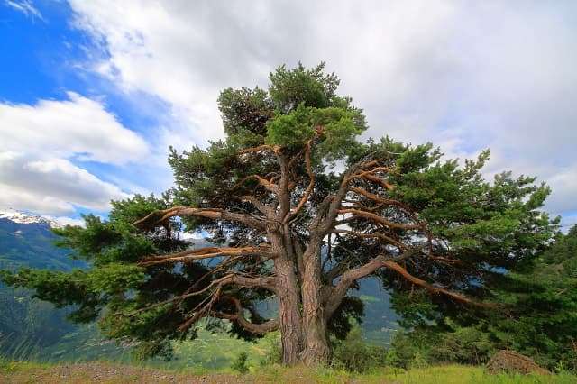 CIRMOLO: il re delle Alpi, grande albero del relax. Il suo profumo è inconfondibile e giustificherebbe da solo relax e pace interiore.
