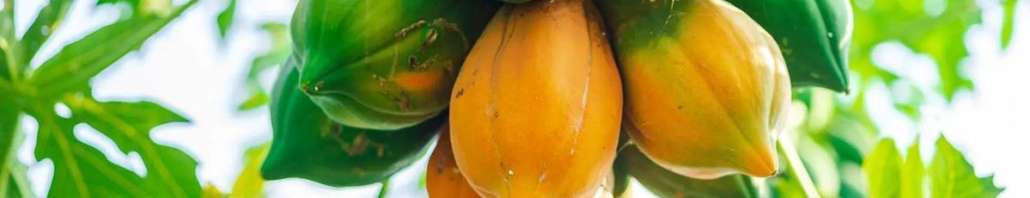 La papaya fermentata e le difese immunitarie