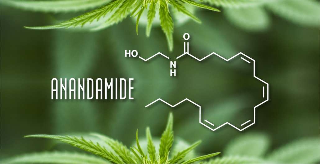 Anandamide (AEA): la “molecola della beatitudine”