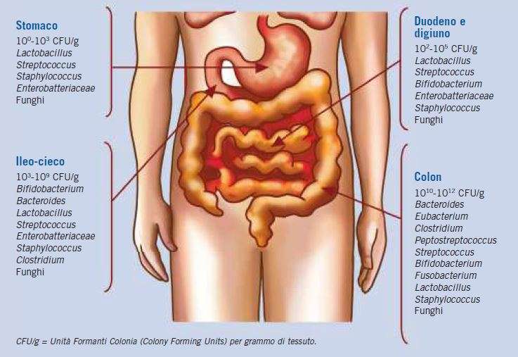 ECOSISTEMA INTESTINALE E PROBIOTICI