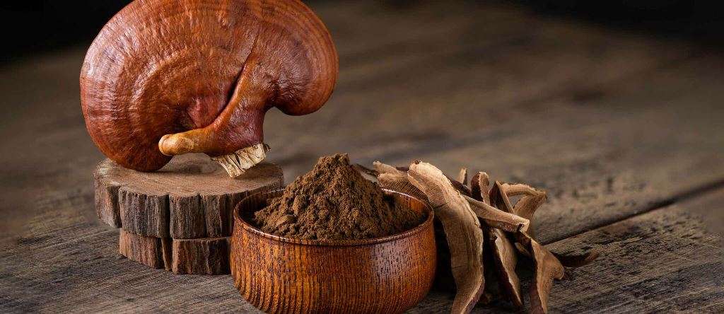 Reishi: antica saggezza, nuove evidenze