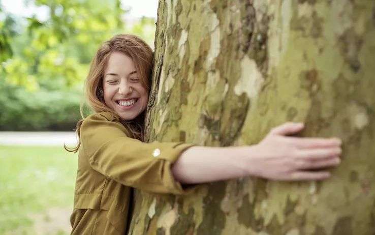 Il segreto silenzioso degli alberi
