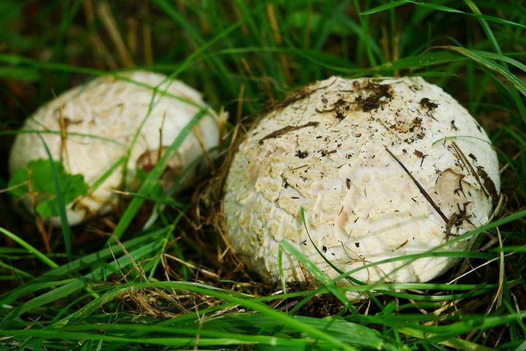 Erbe officinali per la glicemia