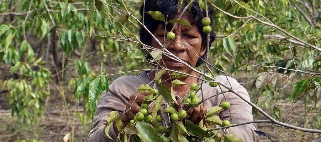 CAMU-CAMU: il superfood amazzonico