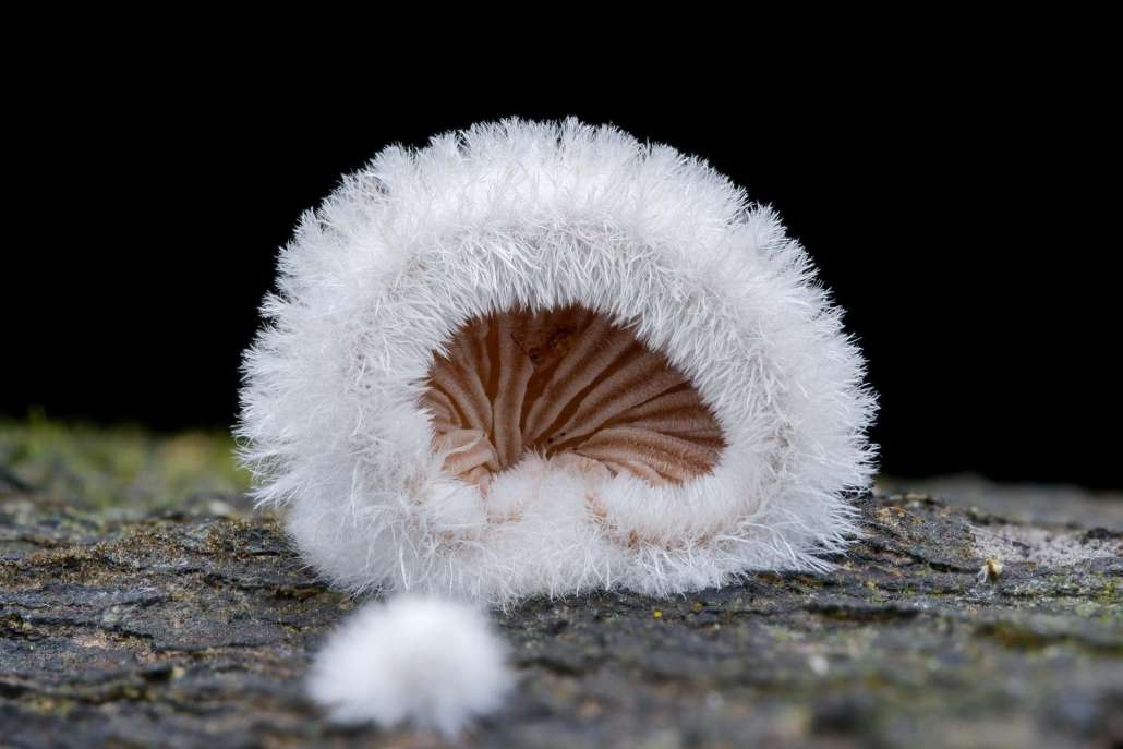 I Funghi medici della terra e dell’uomo