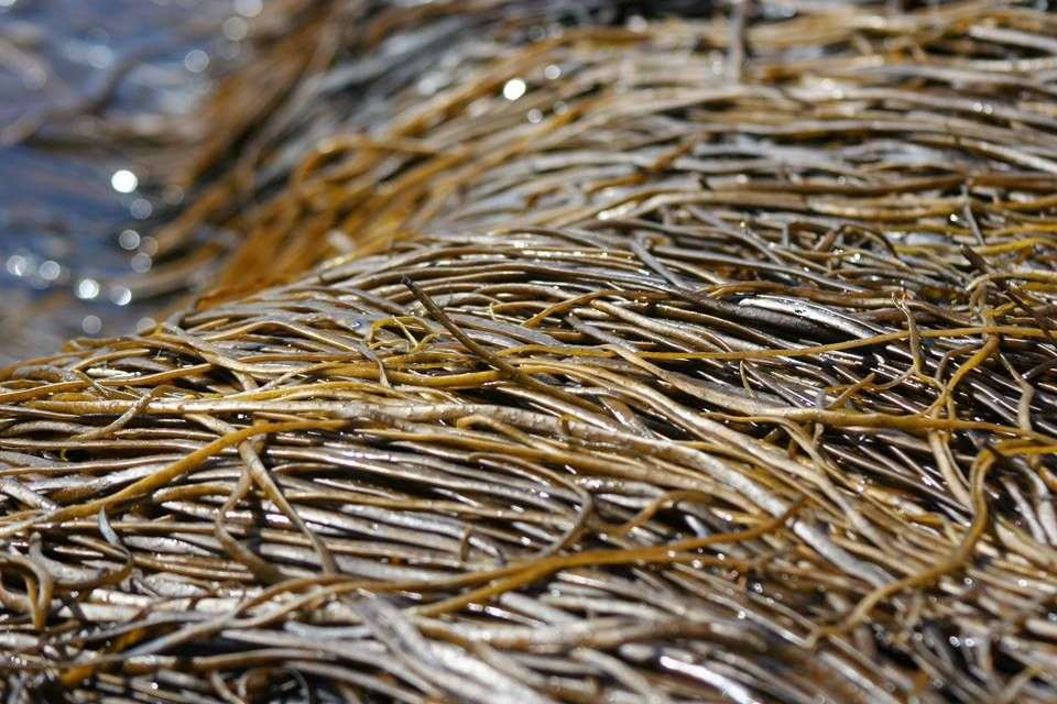 Himanthalia elongata: l’alga che drena e stimola il metabolismo