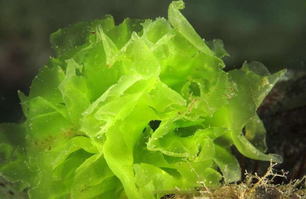 Ulva lactuca: una miniera di nutrienti