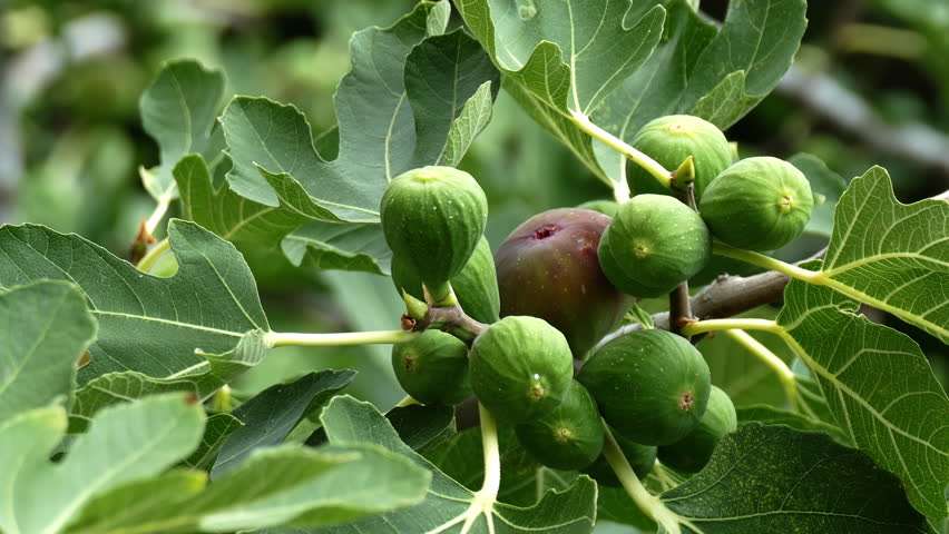 Erbe officinali per la glicemia