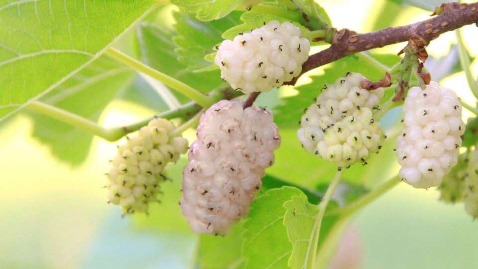 Erbe officinali per la glicemia