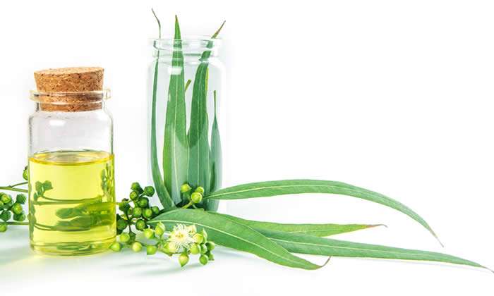 Olio essenziale di Eucalipto