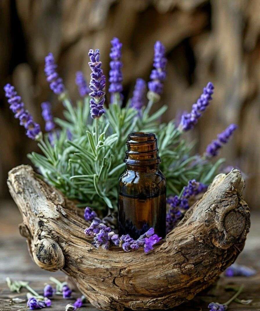 Olio essenziale di Lavanda Vera